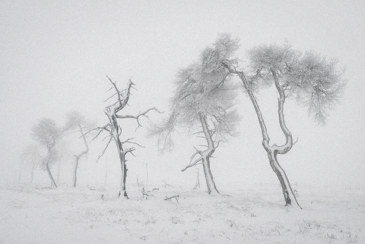 Kromgegroeide, berijpte bomen in de mist